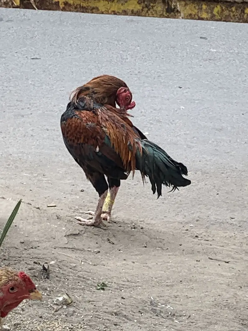 Daesee Aseel Morgay ha 1700kg — photo 8
