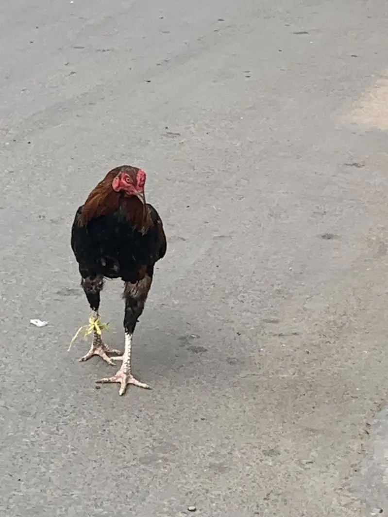Daesee Aseel Morgay ha 1700kg — photo 11
