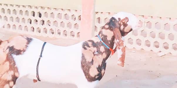 Bakra for sale call me""03230718297