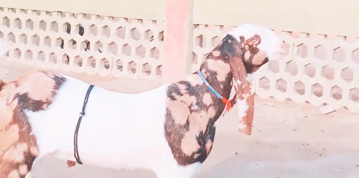 Bakra for sale call me""03230718297