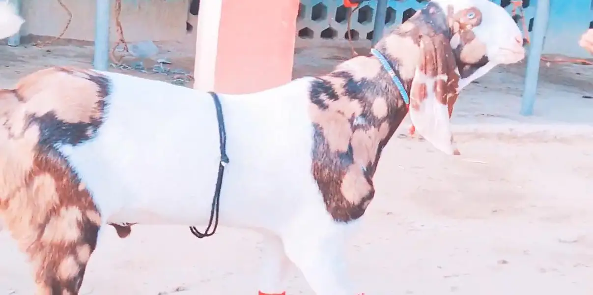 Bakra for sale call me""03230718297 — photo 2