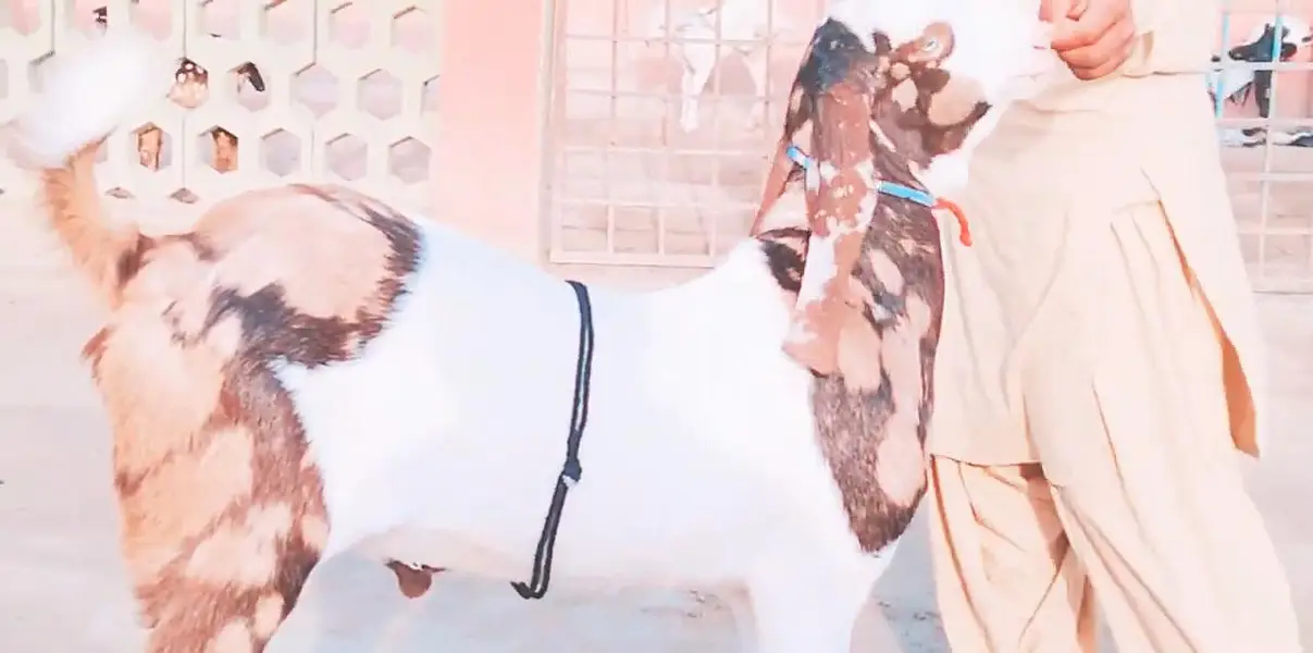 Bakra for sale call me""03230718297 — photo 3