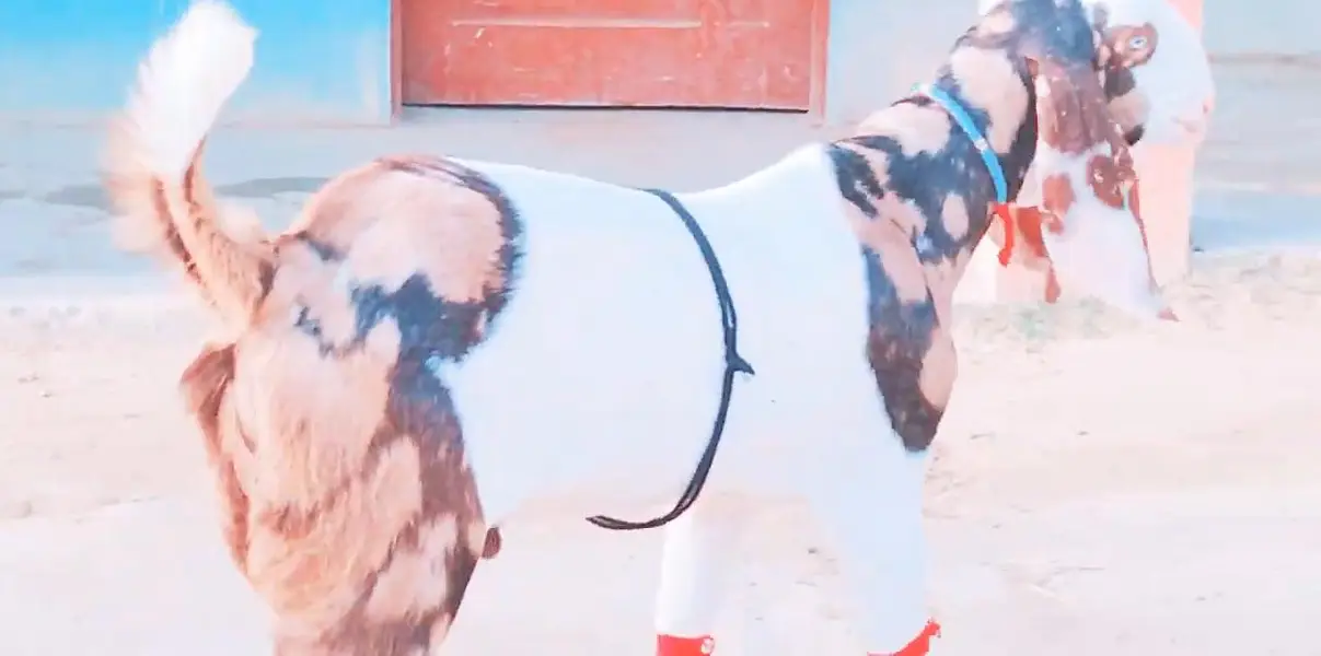Bakra for sale call me""03230718297 — photo 4