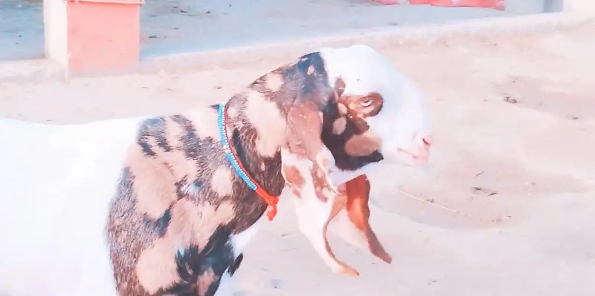 Bakra for sale call me""03230718297 — photo 5