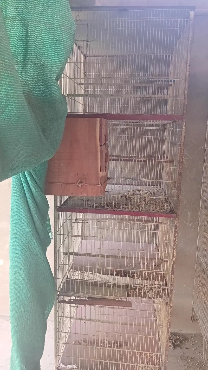 All Cages for sales — photo 2