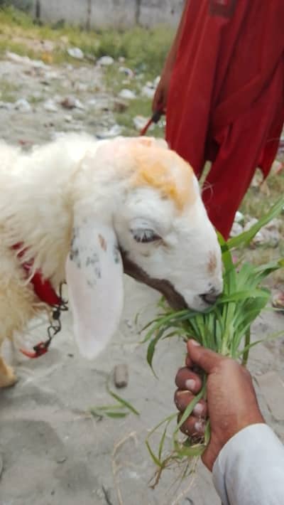 Healthy Fat-Tail Sheep (Chaki Dumbi) – Home Raised – Urgent Sale