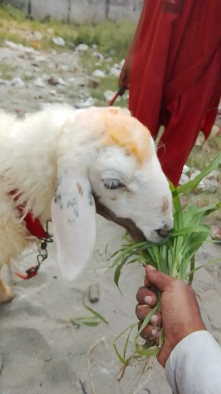 Healthy Fat-Tail Sheep (Chaki Dumbi) – Home Raised – Urgent Sale