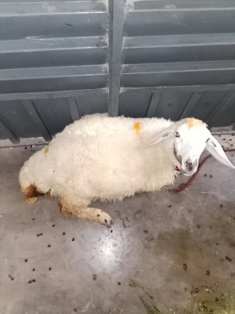 Healthy Fat-Tail Sheep (Chaki Dumbi) – Home Raised – Urgent Sale — photo 5