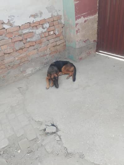 German shepherd for sale
