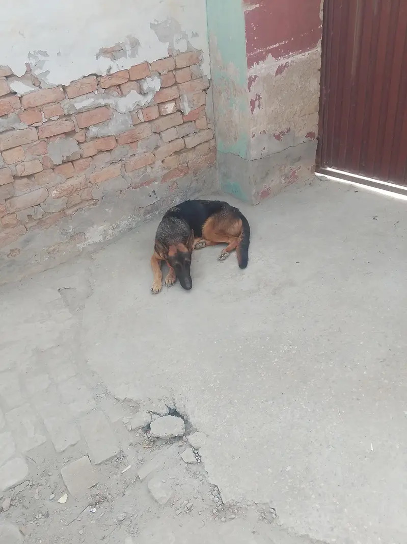 German shepherd for sale