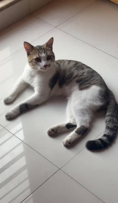 male cat