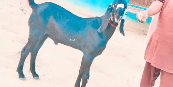 desi Bakra for sale urgent call=03230718297