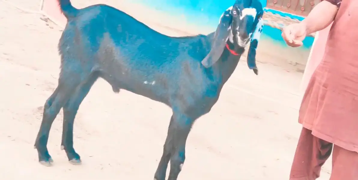 desi Bakra for sale urgent call=03230718297