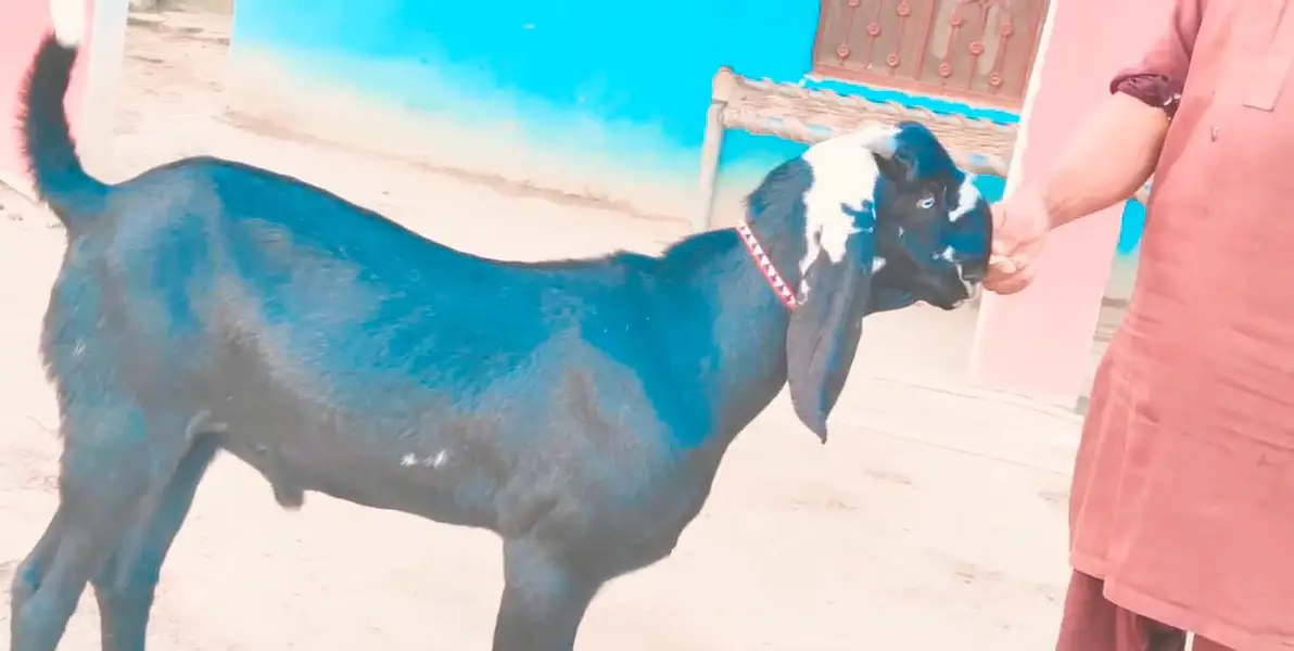 desi Bakra for sale urgent call=03230718297 — photo 2