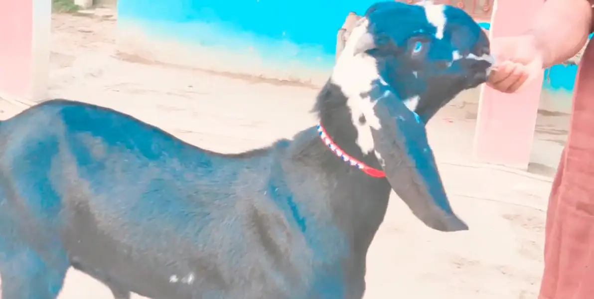desi Bakra for sale urgent call=03230718297 — photo 3