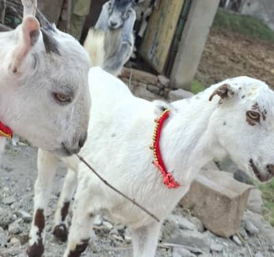 Russian tetdy goat for sale islamabad