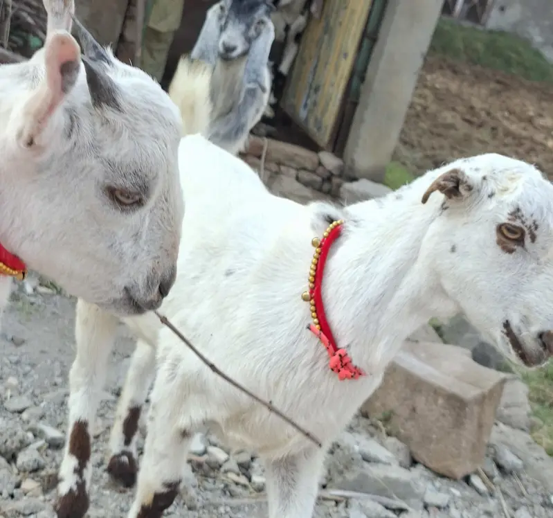 Russian tetdy goat pair for sale in islamabad