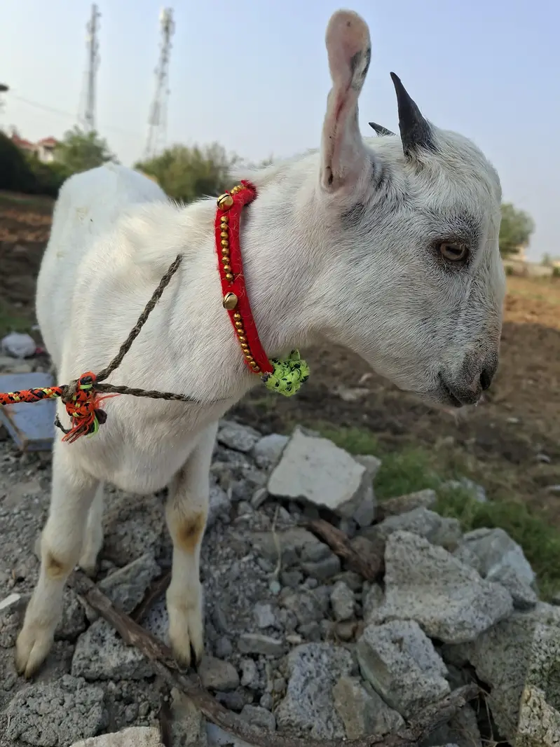 Russian tetdy goat pair for sale in islamabad — photo 2