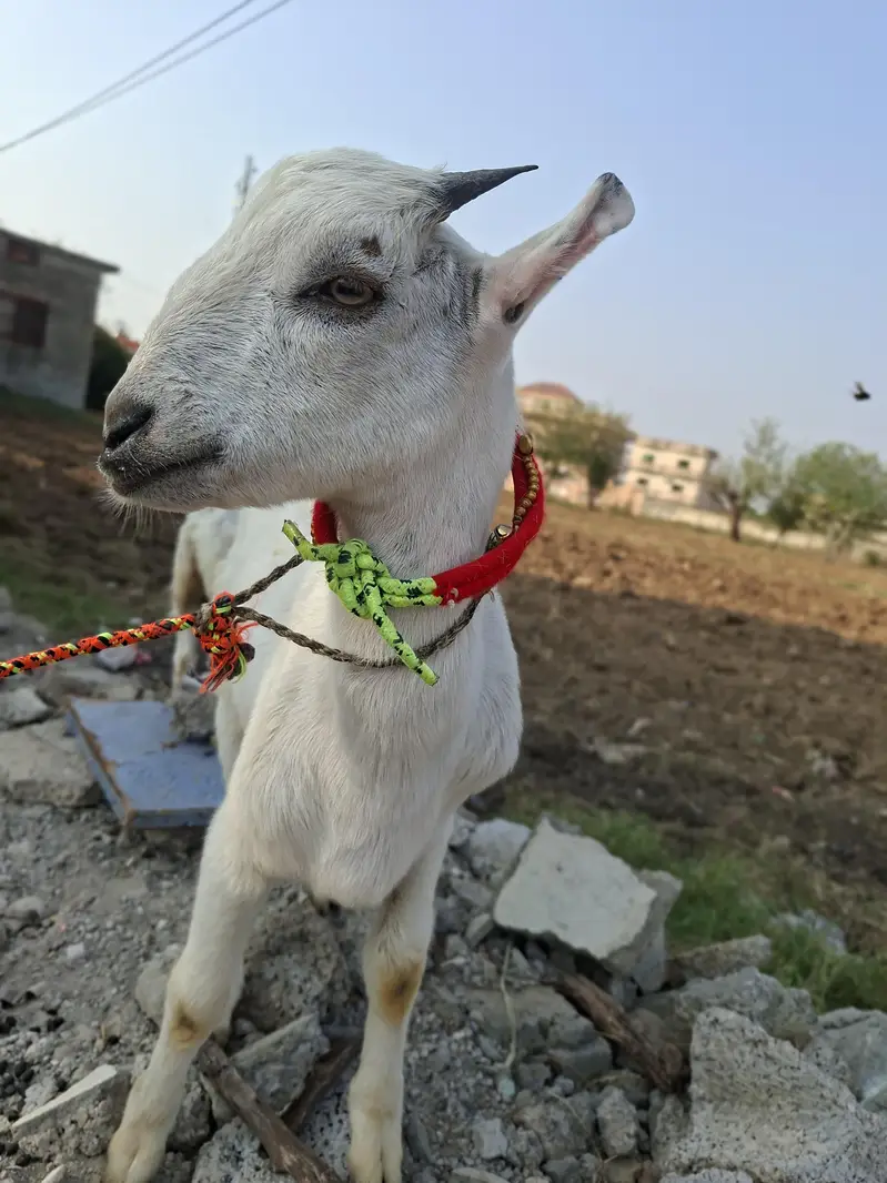 Russian tetdy goat pair for sale in islamabad — photo 3
