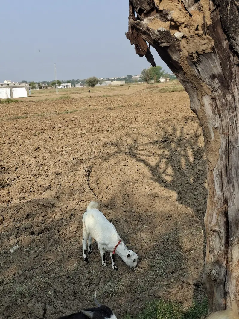 Russian tetdy goat pair for sale in islamabad — photo 4