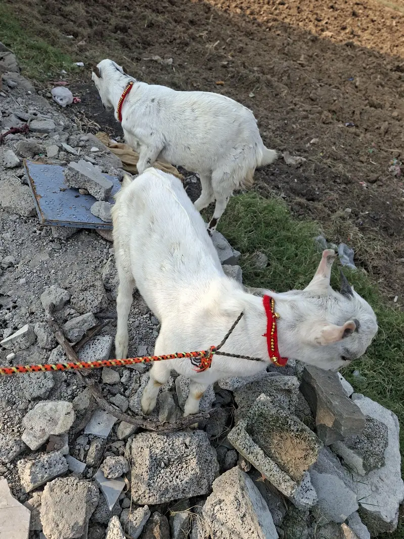 Russian tetdy goat pair for sale in islamabad — photo 5