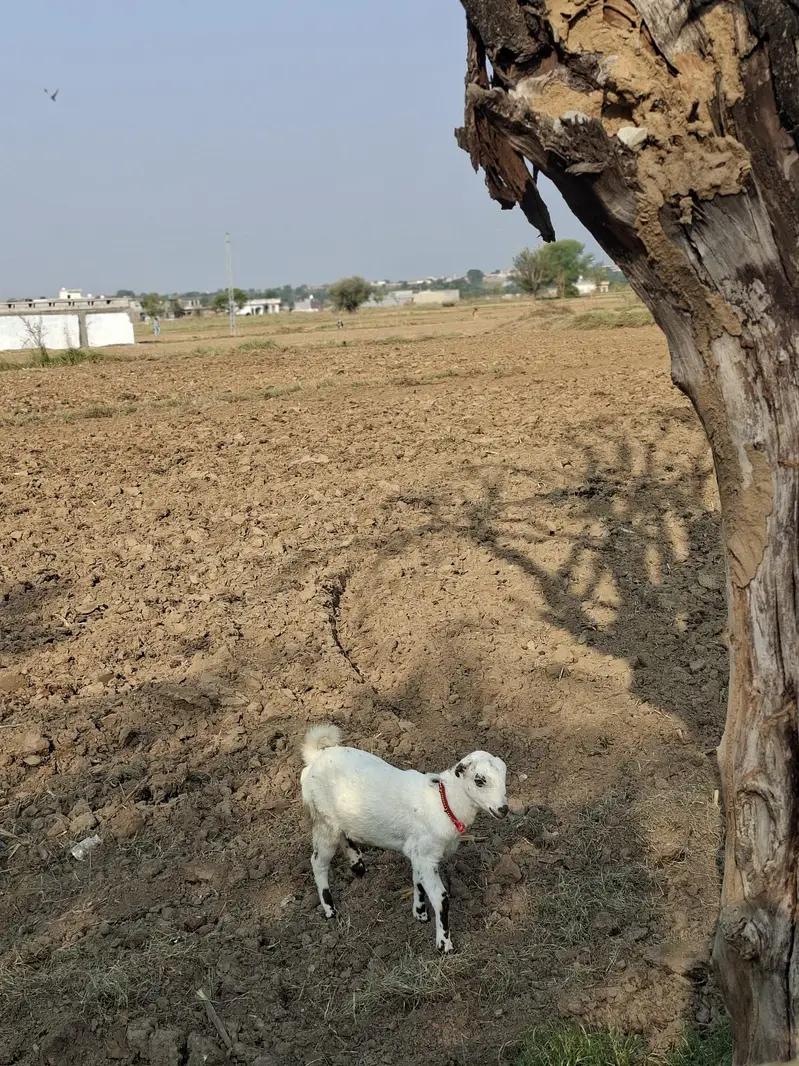 Russian tetdy goat pair for sale in islamabad — photo 6