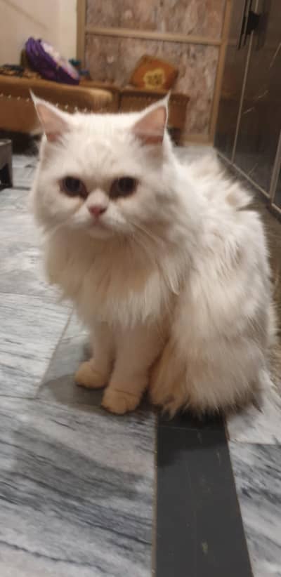 White persian cat chubby with blue eyes. .