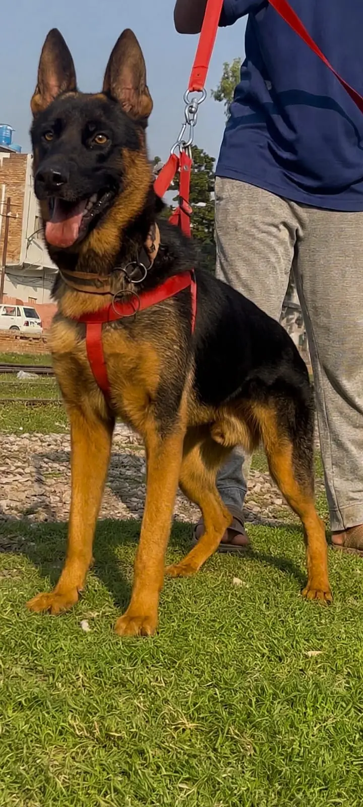 Purebred German Shepherd (Short / Single Coat) – Active & Alert Secur