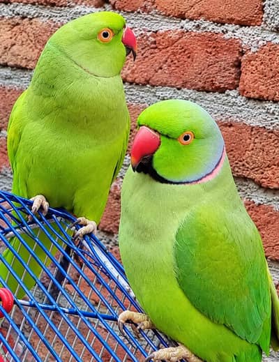 Full breader pair female hath par baithti hi full freindly male ni hi