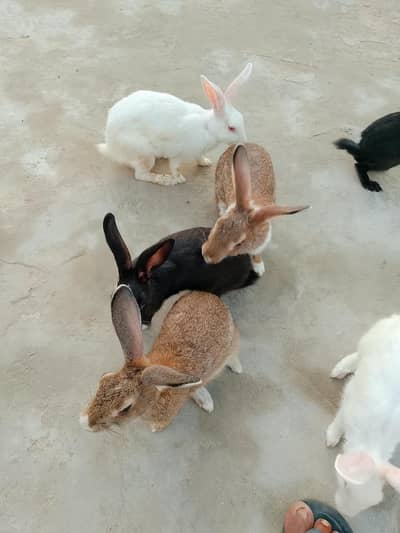 Beautiful rabits black white and yellow color