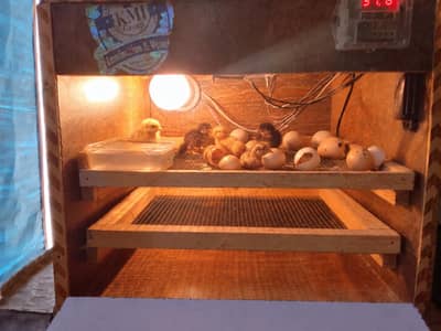 incubator