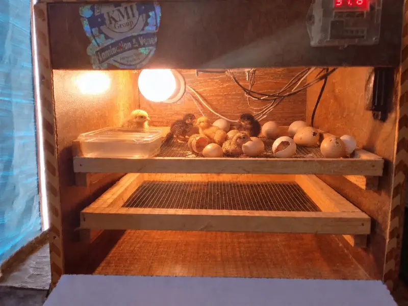 incubator