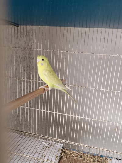BUDGIE PAIR
