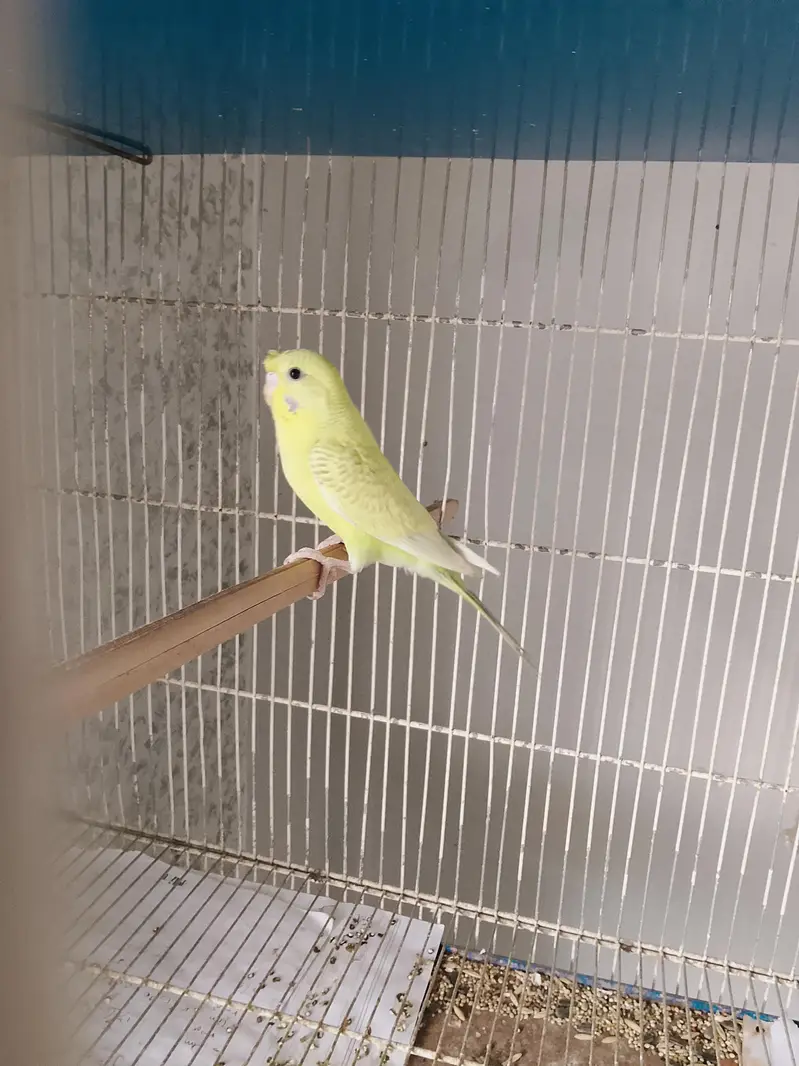 BUDGIE PAIR — photo 2