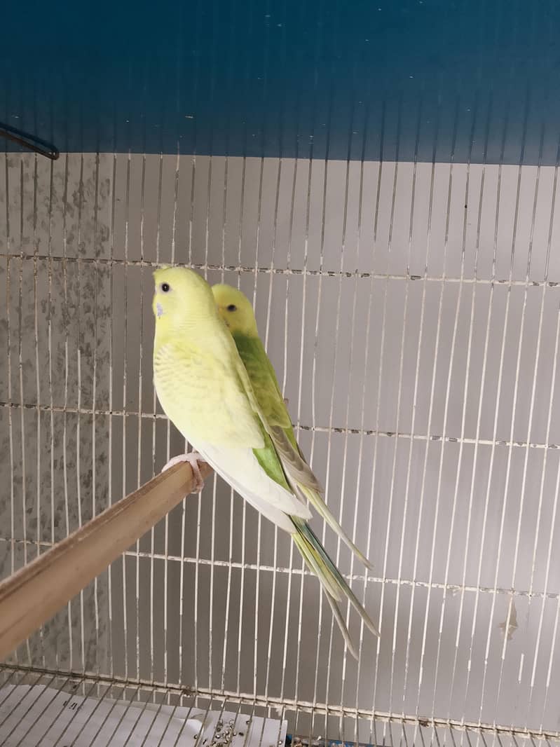 BUDGIE PAIR 2