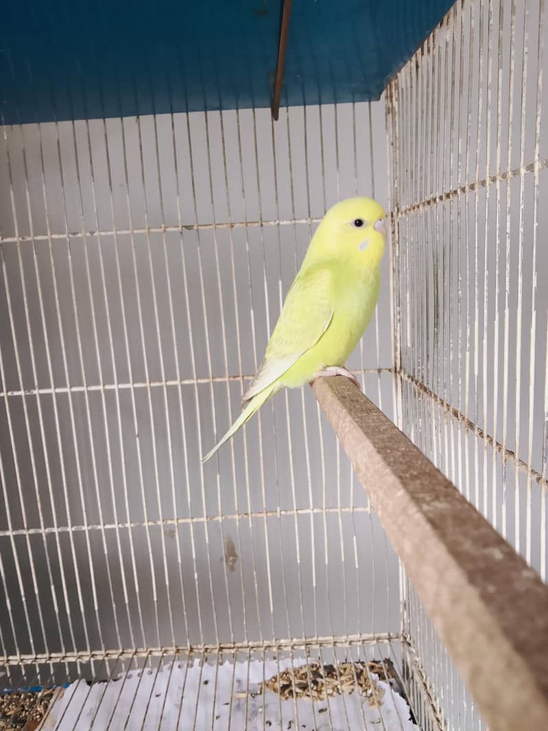 BUDGIE PAIR 3