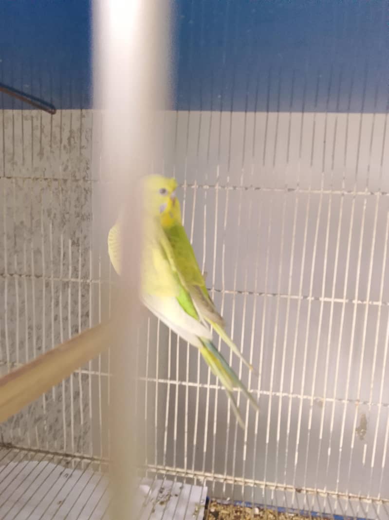 BUDGIE PAIR 4