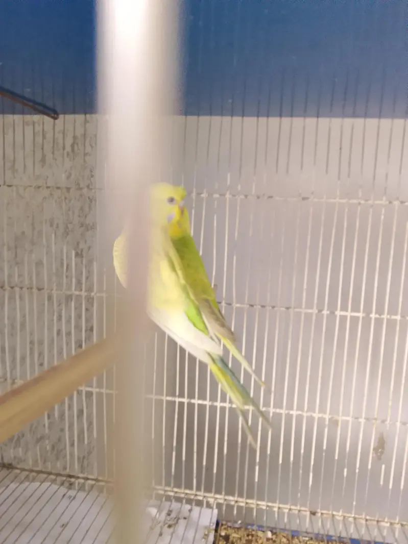 BUDGIE PAIR — photo 5