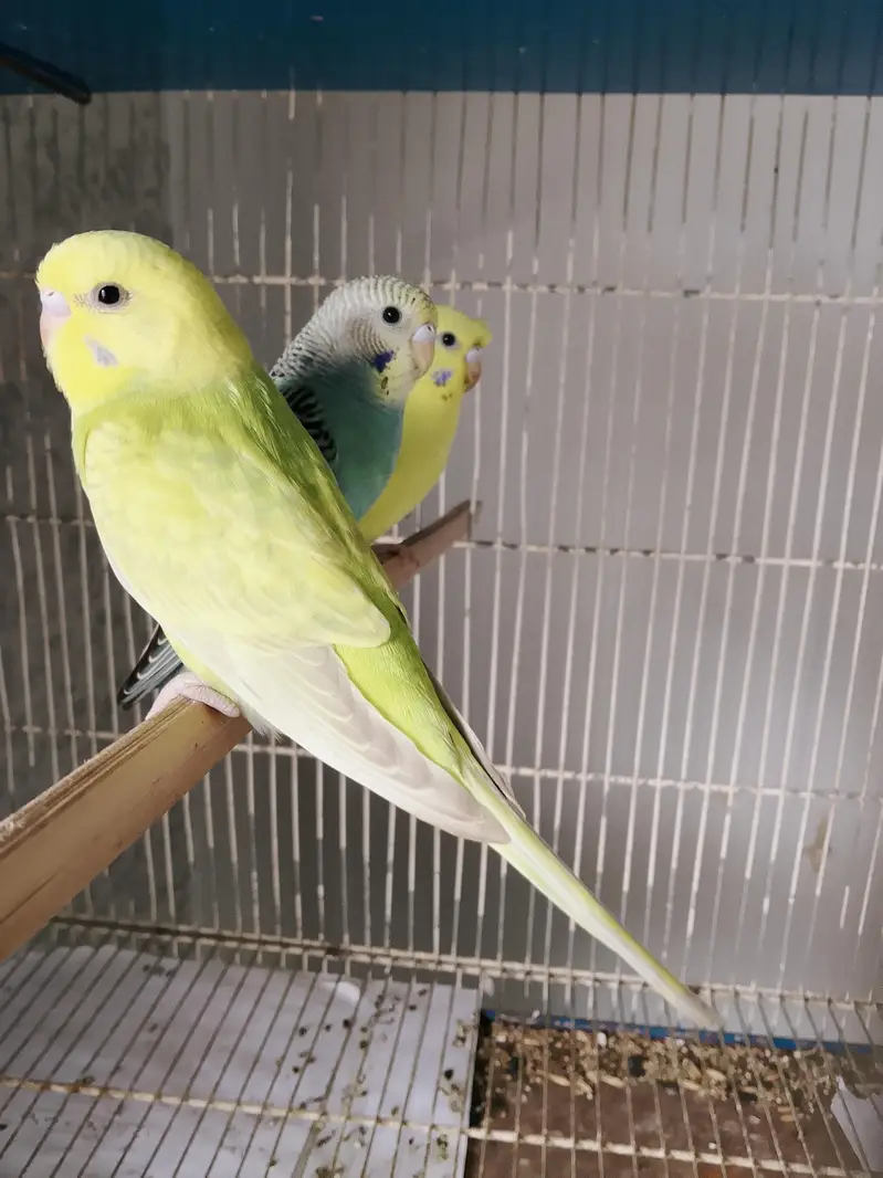 BUDGIE PAIR — photo 6