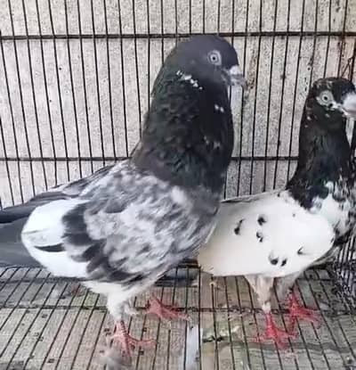 Breeder Pigeons for Sale in Karachi – Pairs & Individual Birds