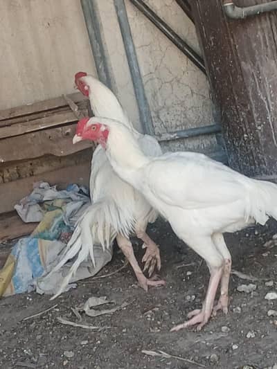 2 hera pathe 10 ma k white  nok nalil eys 03335207496wapp