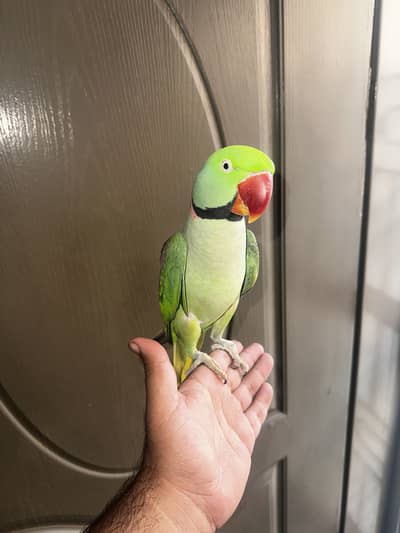 Kashmiri Raw Parrot Jumbo Size Male Handtame Talking