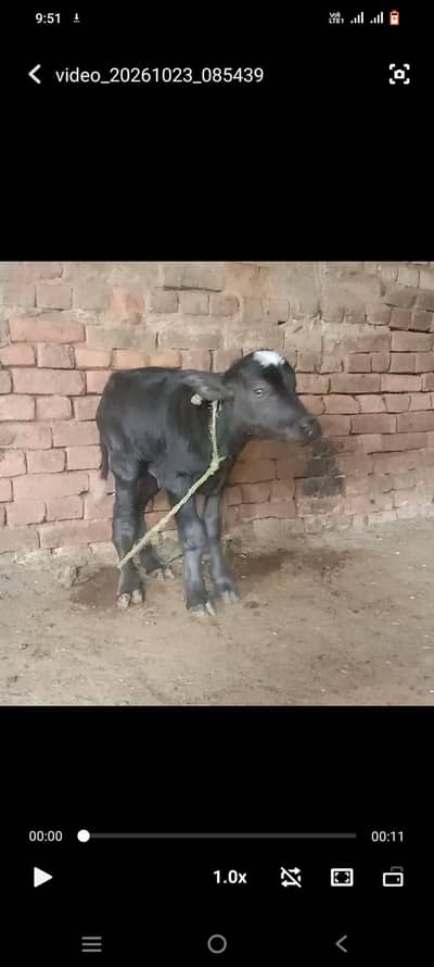 pure neeli Ravi kati