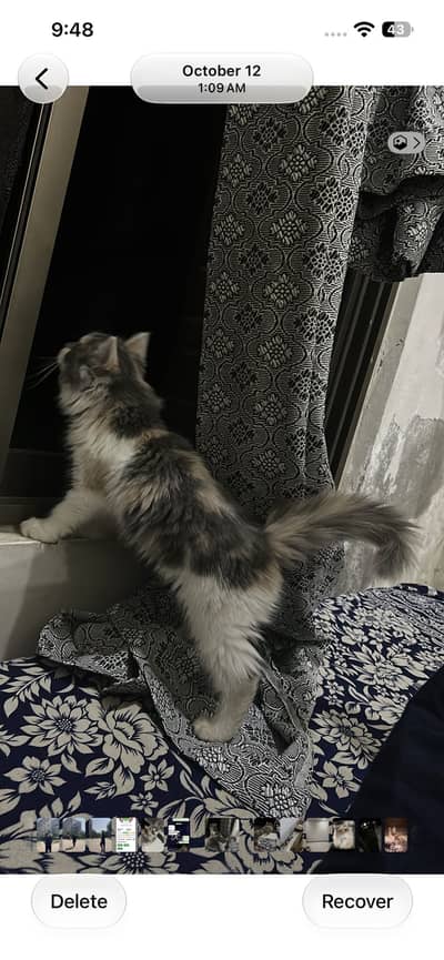 Bella