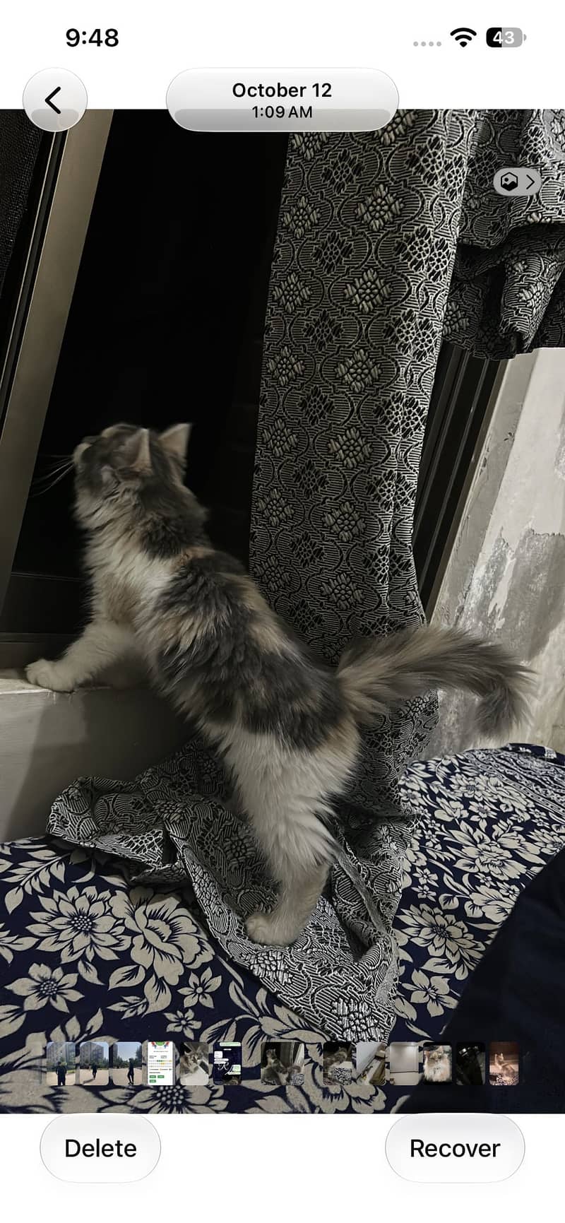 Persian 0