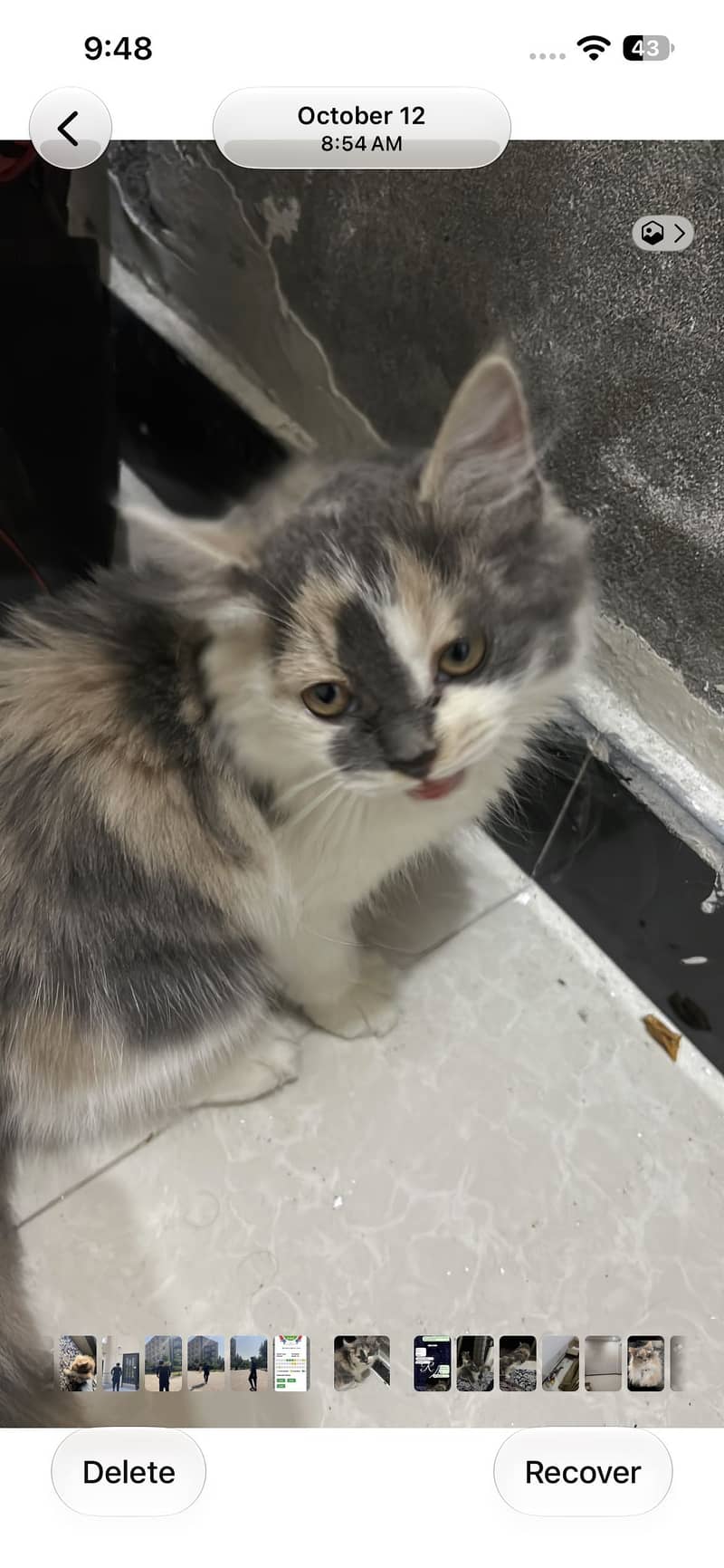 Persian 1