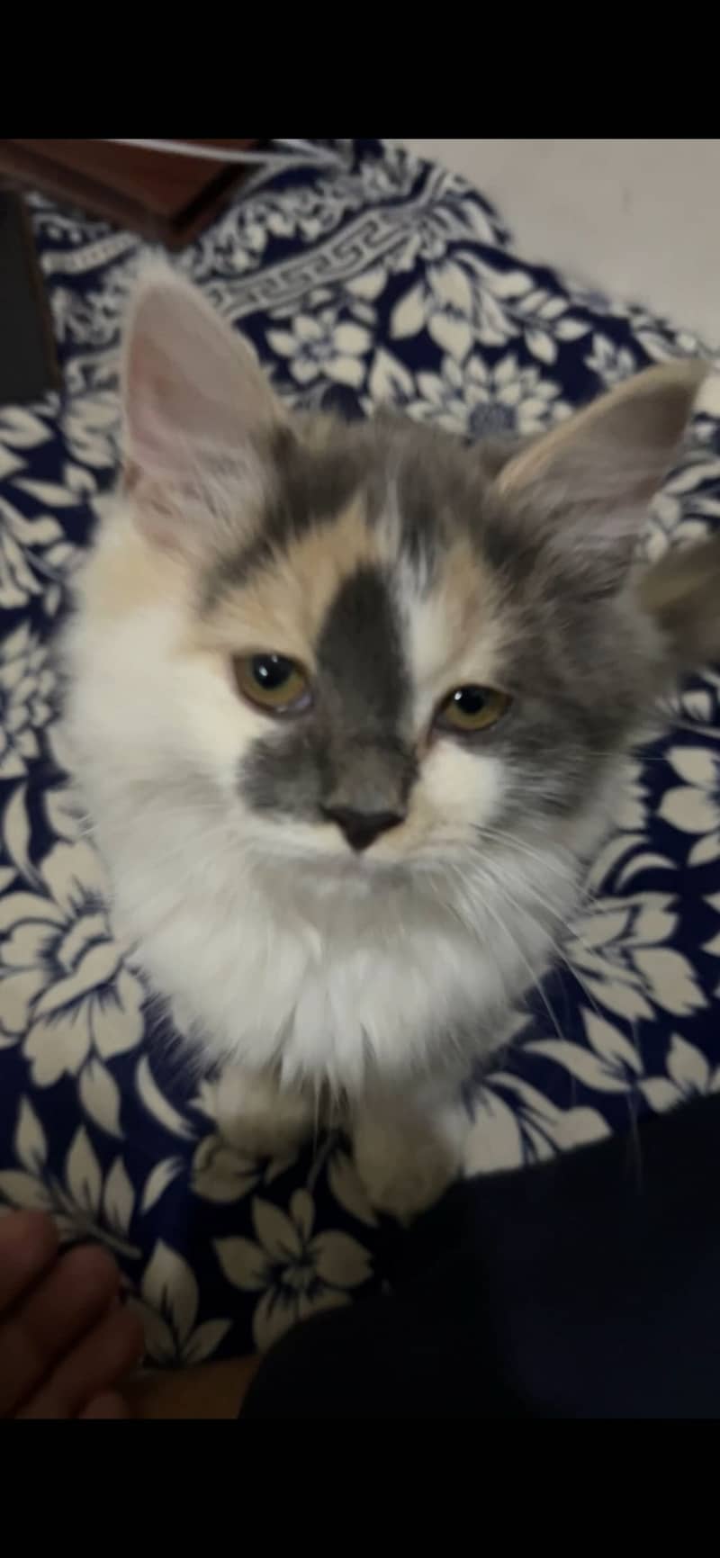 Persian 2