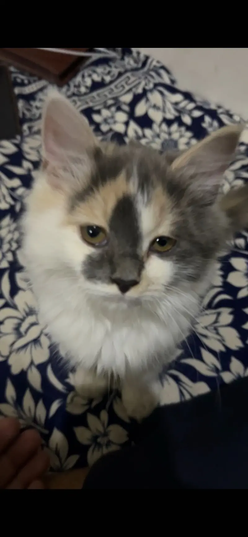 Bella — photo 3