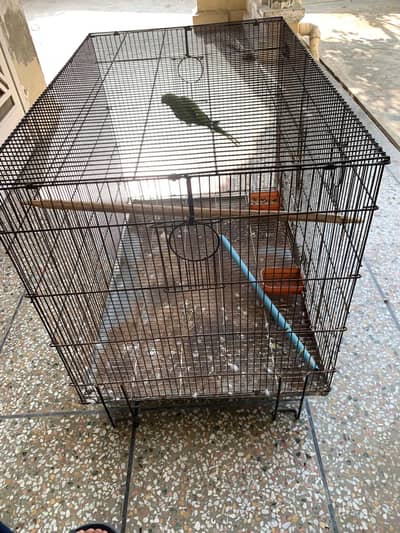 Parrot and Cage for sale