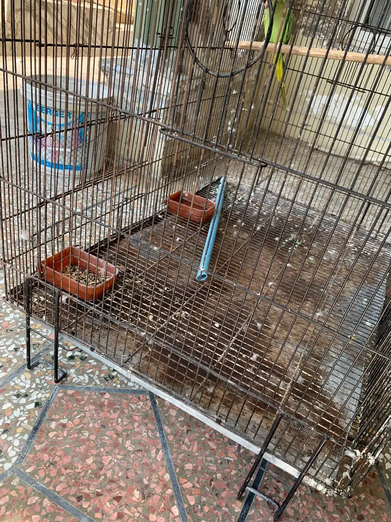 Parrot and Cage for sale — photo 2